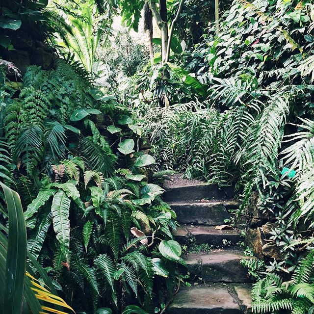 Les petits escaliers du jardin tropical – Jardin botanique de Strasbourg