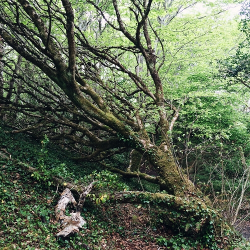 Road trip en Irlande – La forêt enchantée de Derrynane House