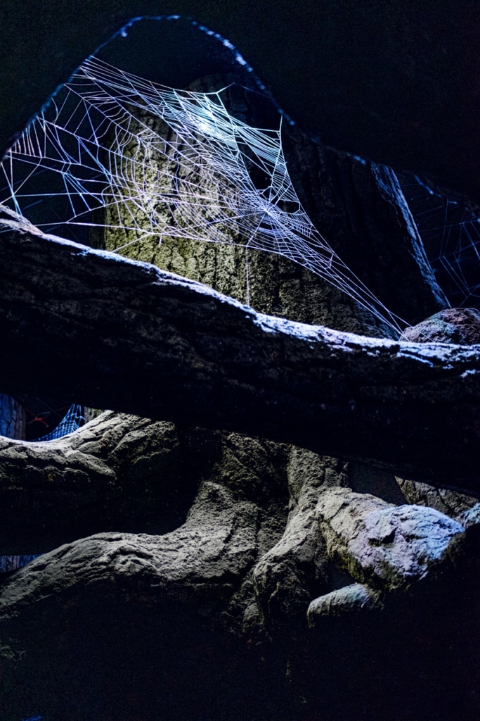 Visite des Studios Harry Potter à Londres – Toile d'araignée géante dans la forêt interdite