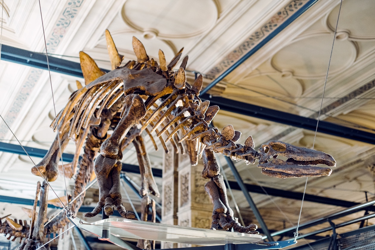Squelette de dinosaure exposé au Musée d'Histoire Naturelle de Londres