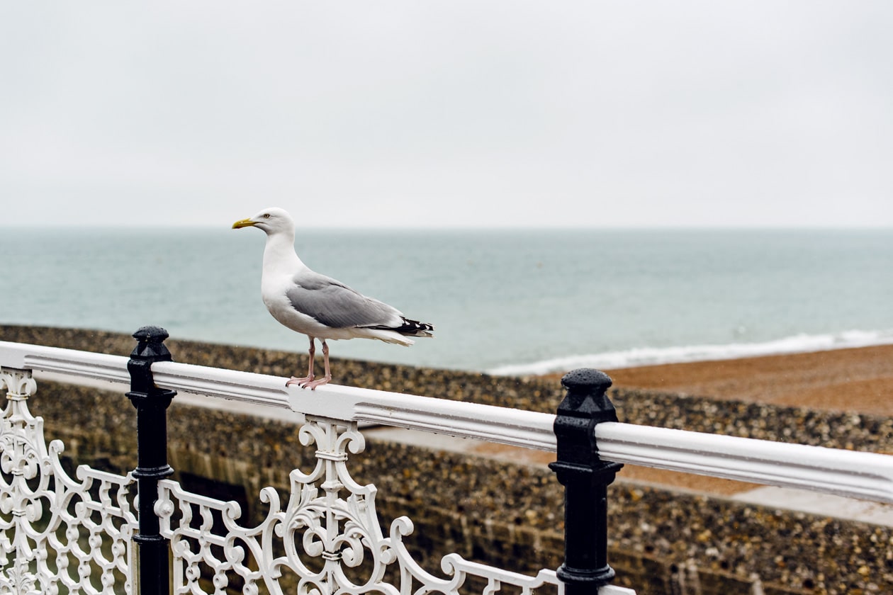 Goéland posé sur la barrière de la jetée de Brighton