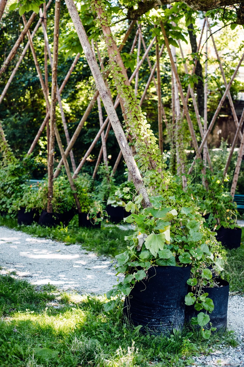 Lausanne Jardins 2019 – Micro Macro – Jardin de plantes grimpantes installé dans le square de Montétan