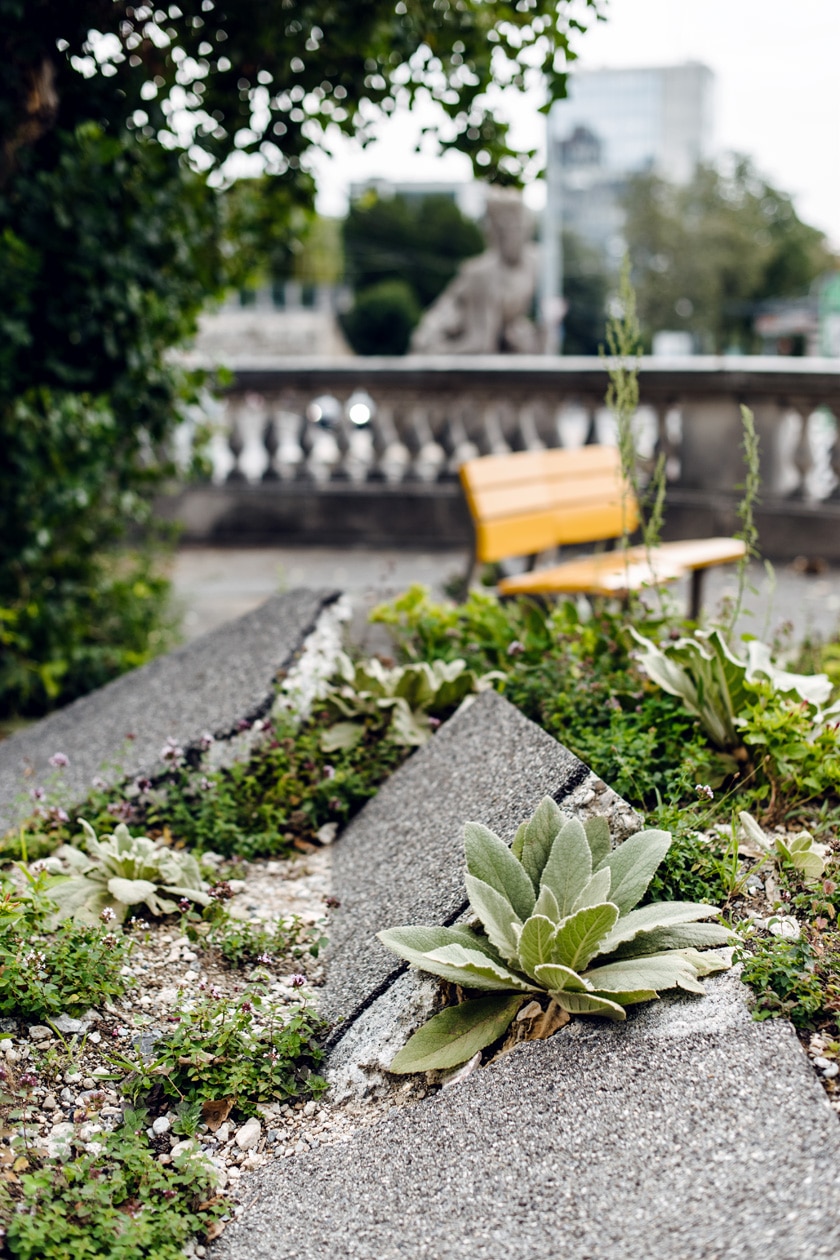 Lausanne Jardins 2019 – La Renaissance du peuplier – Placette du peuplier
