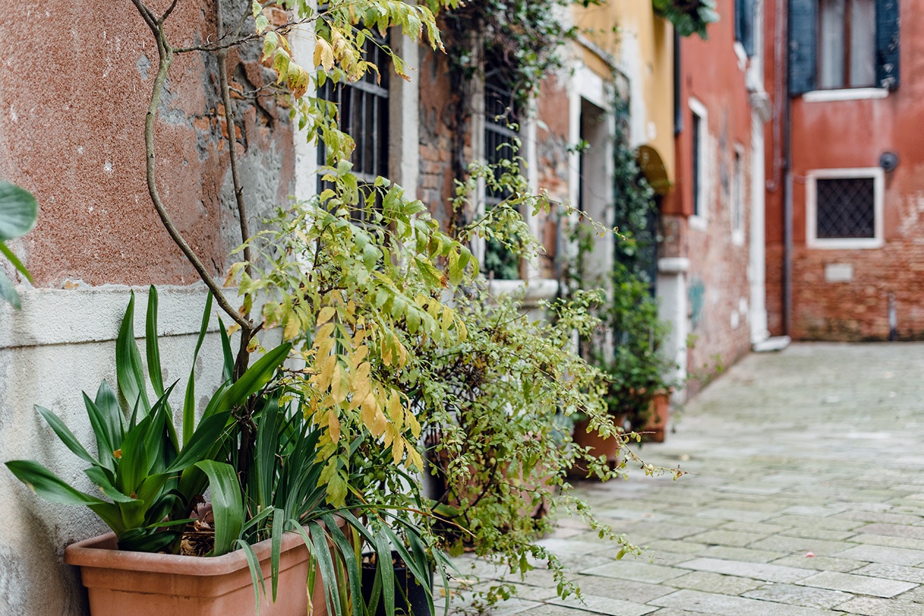 Pots de plantes alignés contre les façades d'une petite cour vénitienne