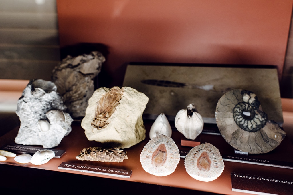 Musée d'histoire naturelle de Venise: collection de fossiles
