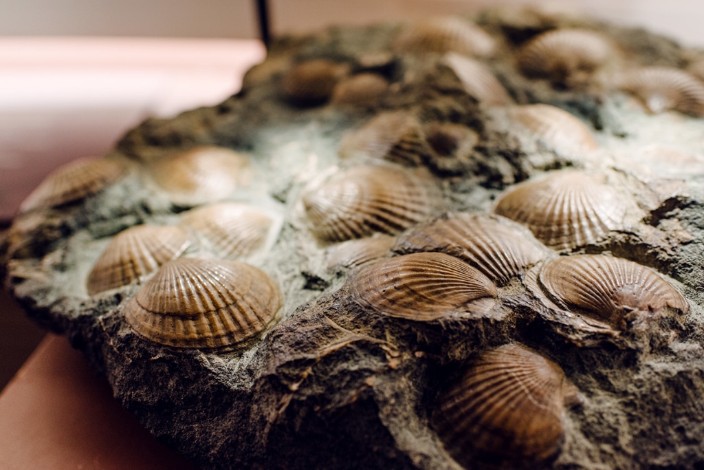 Musée d'histoire naturelle de Venise: coquillages accrochés à un morceau de rocher