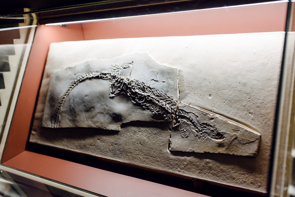 Musée d'histoire naturelle de Venise: fossile d'animal marin
