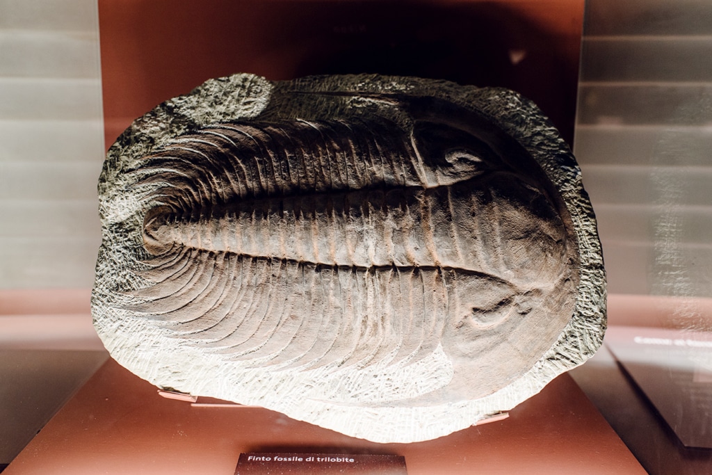 Musée d'histoire naturelle de Venise: fossile de trilobite