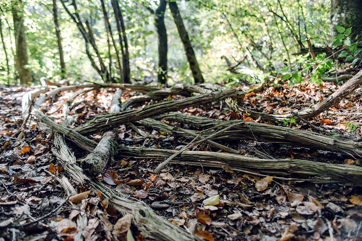 Débris de bois sur le sol de la forêt, le long de l'ancienne Aar