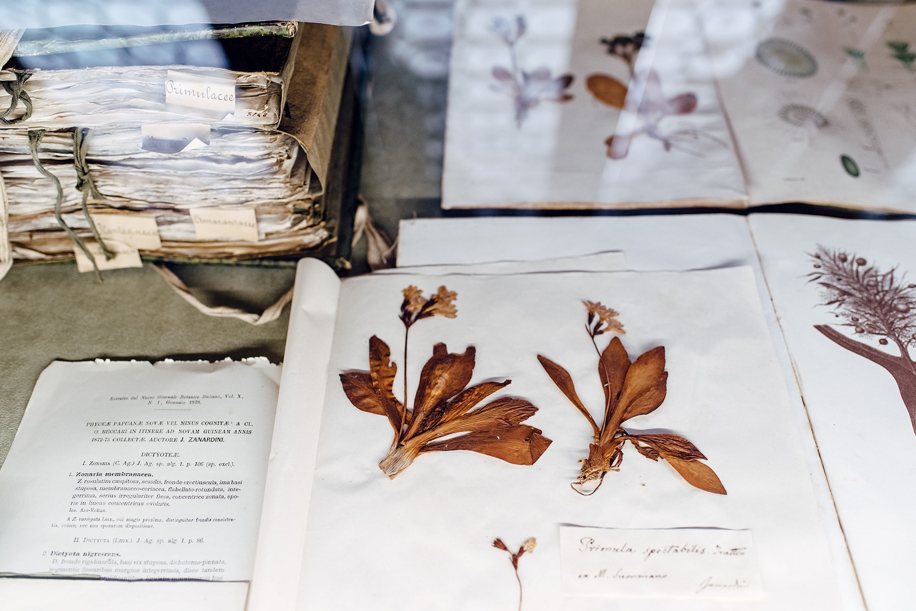 Musée d'histoire naturelle de Venise: herbier avec pages manuscrites et fleurs séchées