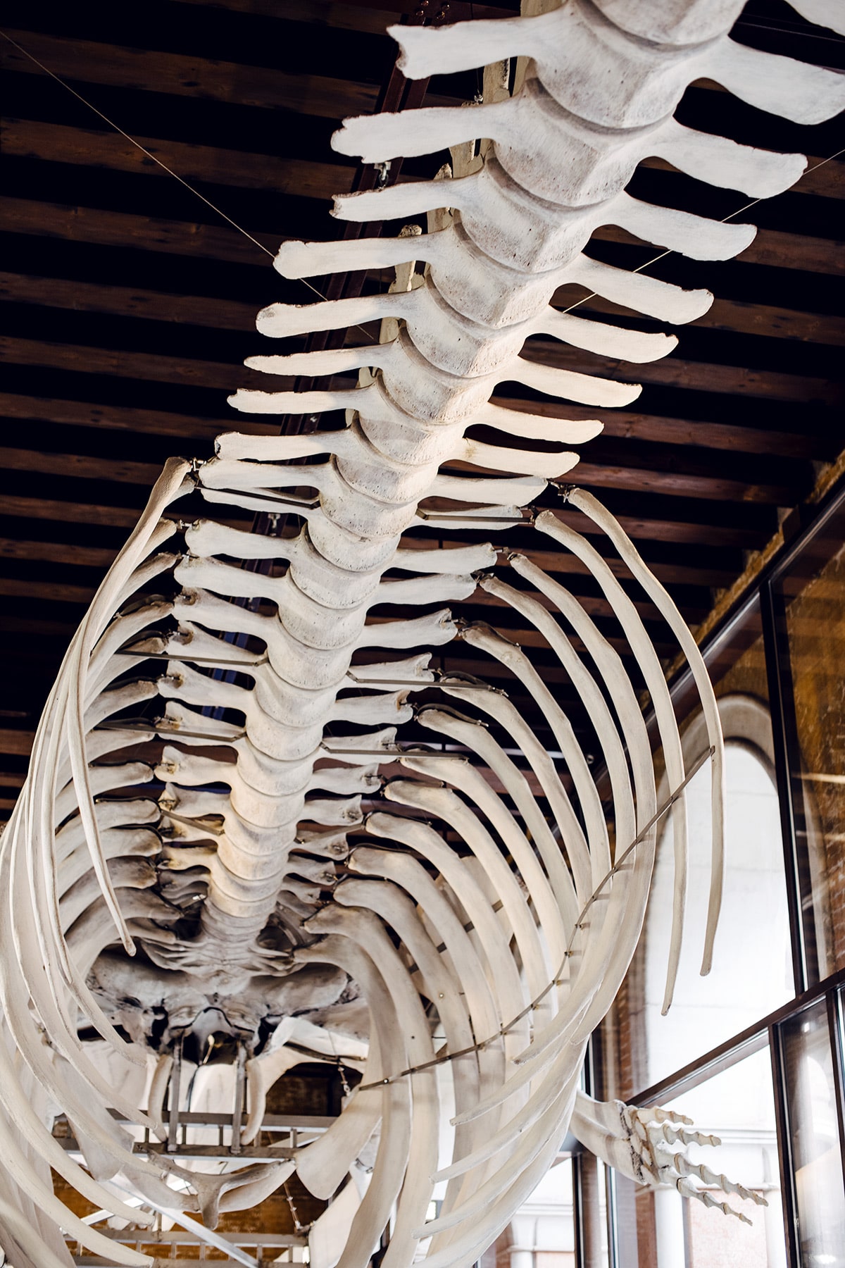 Squelette de baleine exposé au musée d'histoire naturelle de Venise